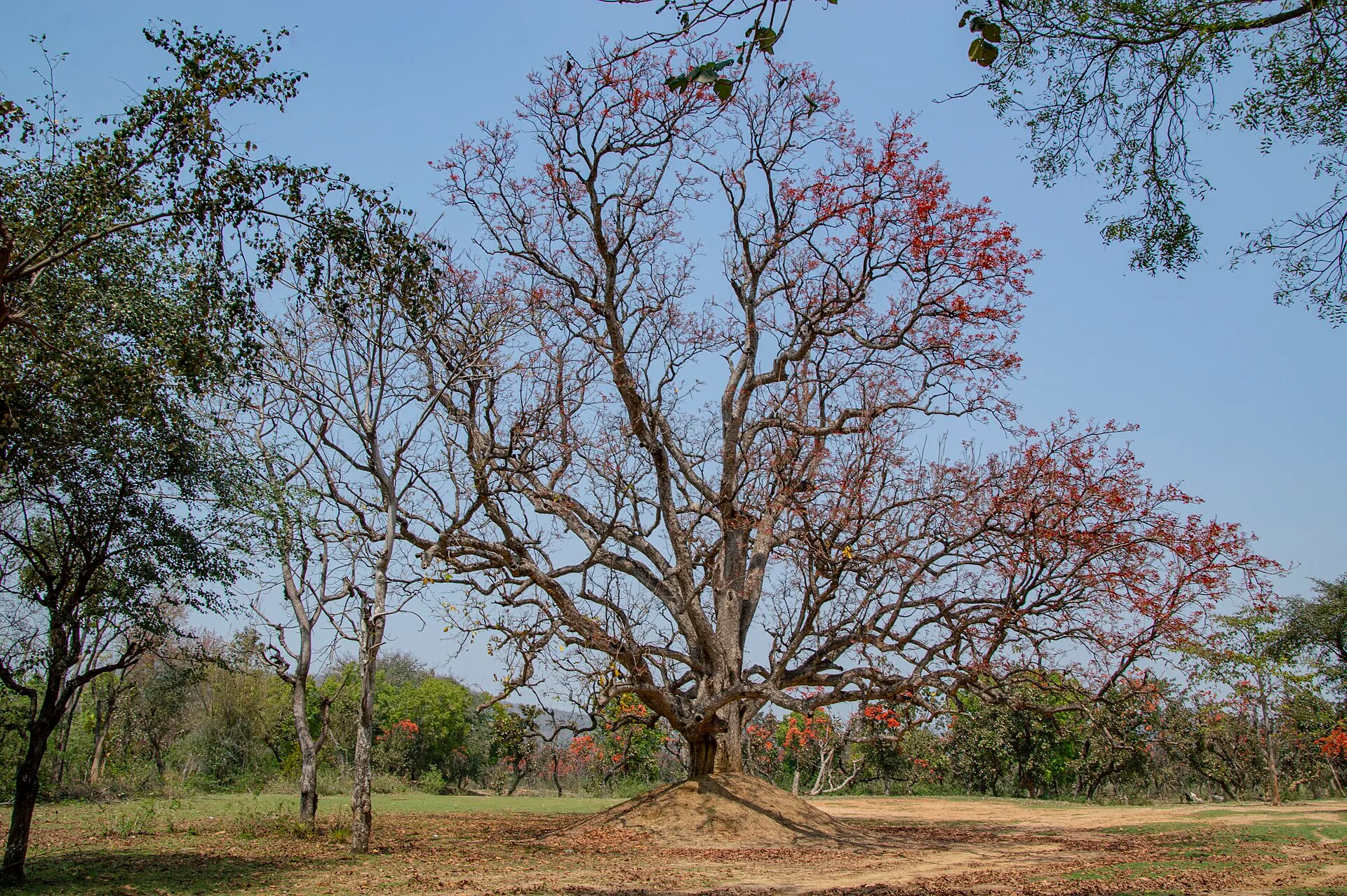 Ajodhya Hills at sunset, Purulia