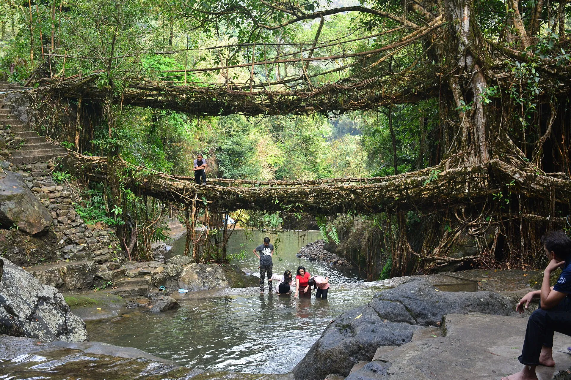 Living root bridge, Meghalaya