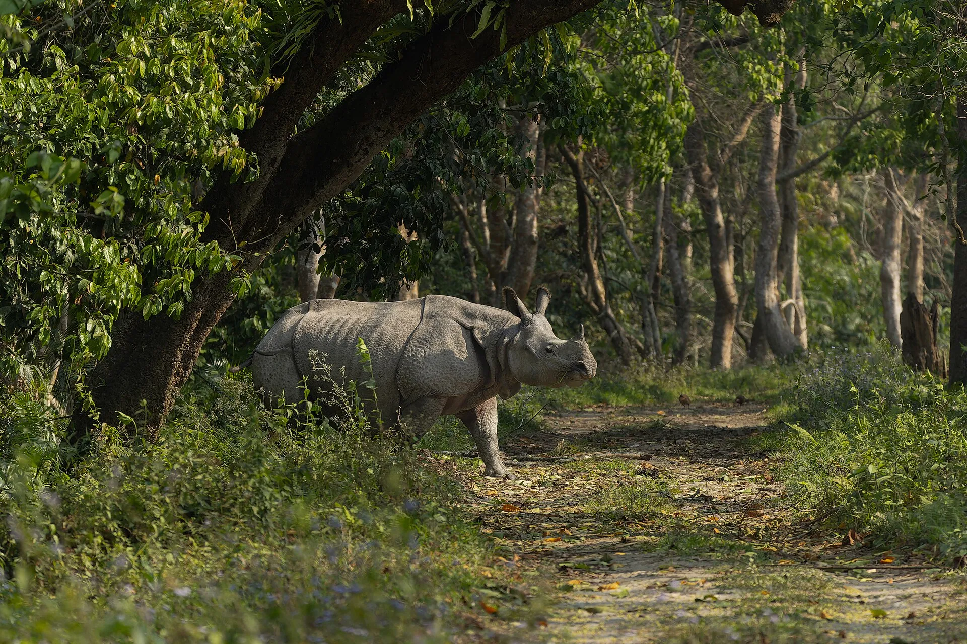 Assam