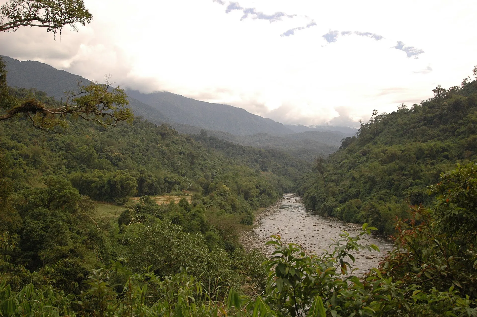 Namdapha forest landscape
