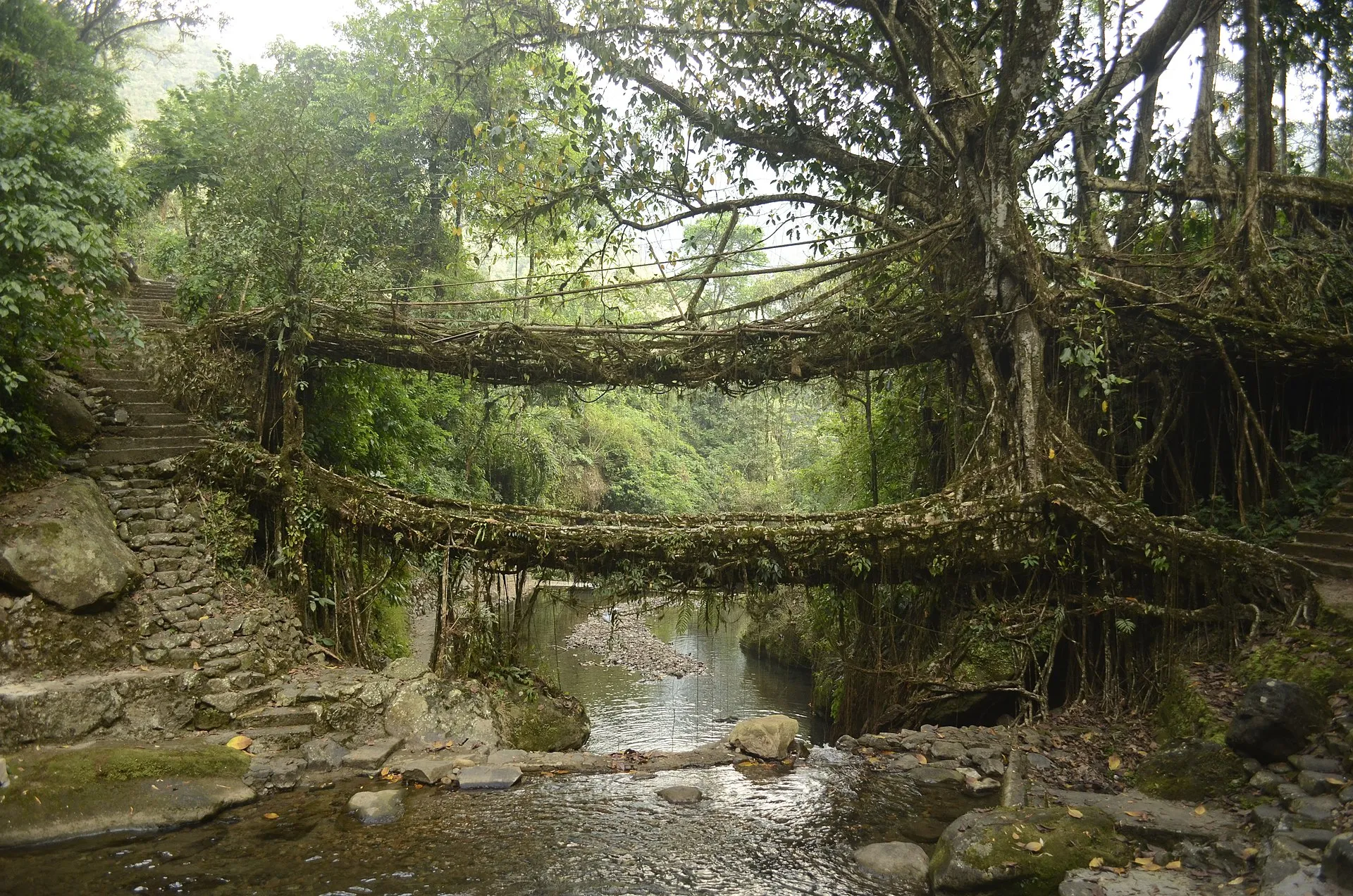 Living root bridge, Nongriat