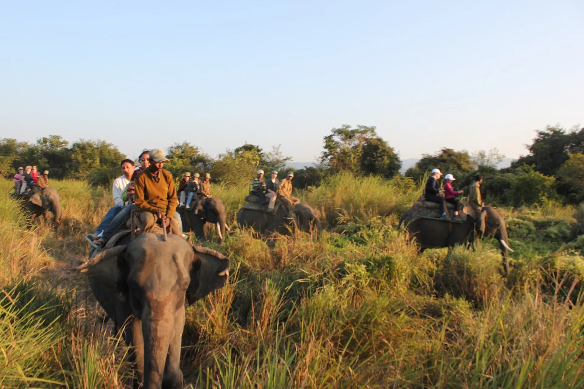 Kaziranga safari