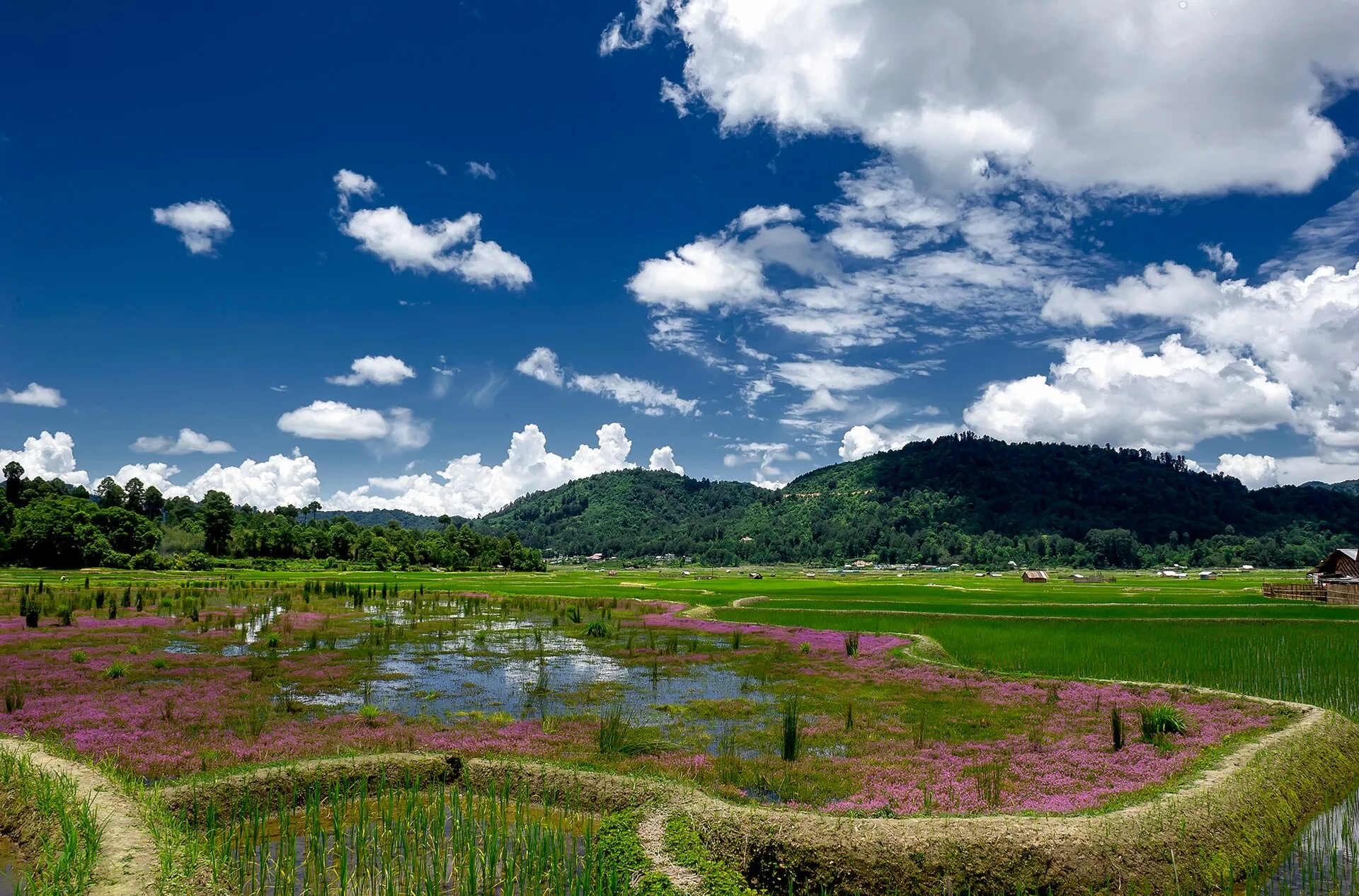 Ziro Valley paddies