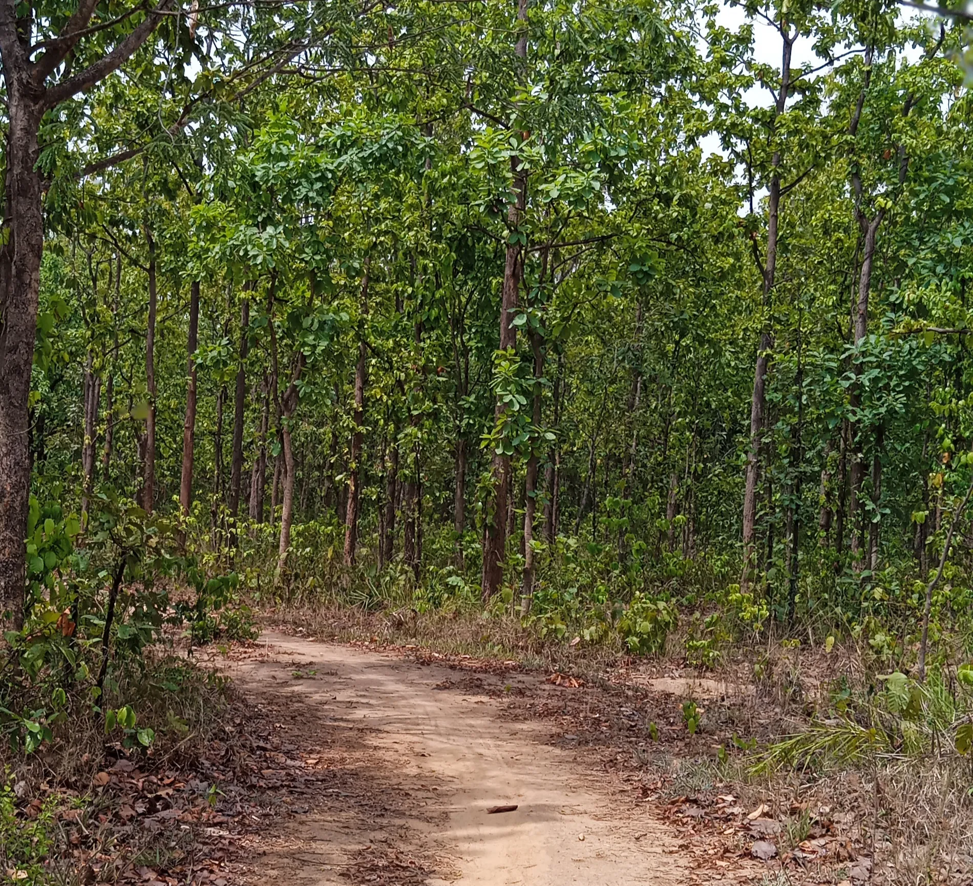 Sal forest road, Jungle Mahal