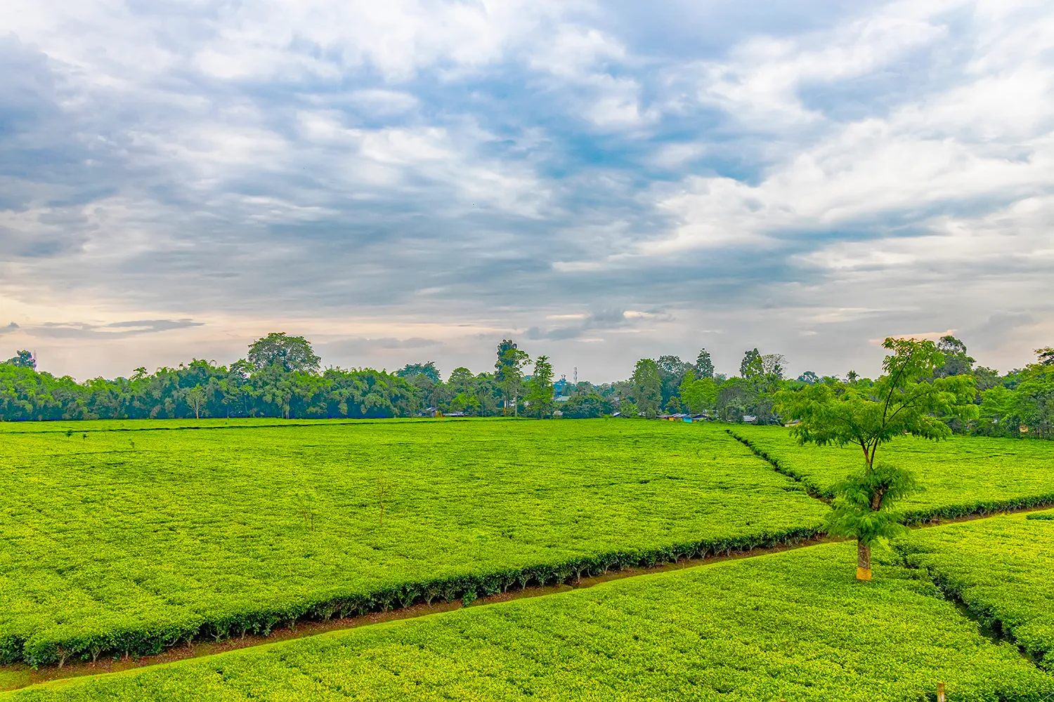 Assam tea estate